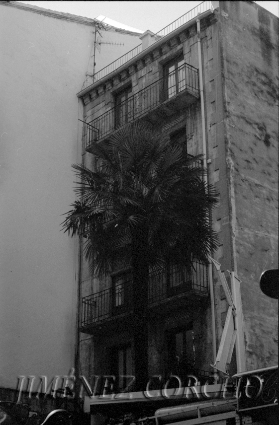 CASA CON PALMERA